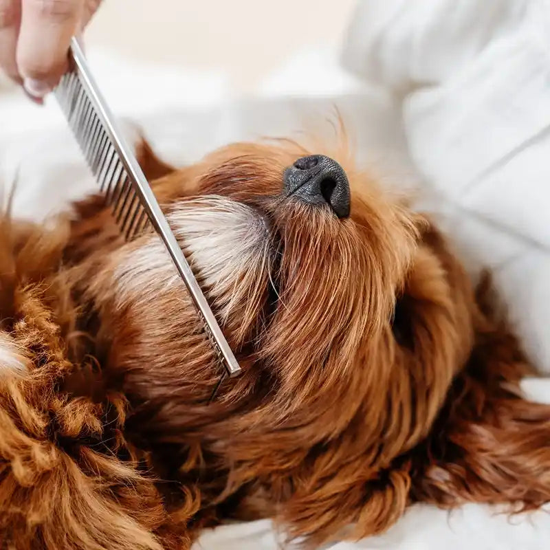 Dog being groomed with a comb on a white blanket