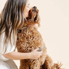 Woman grooming a brown dog with a comb on a beige background