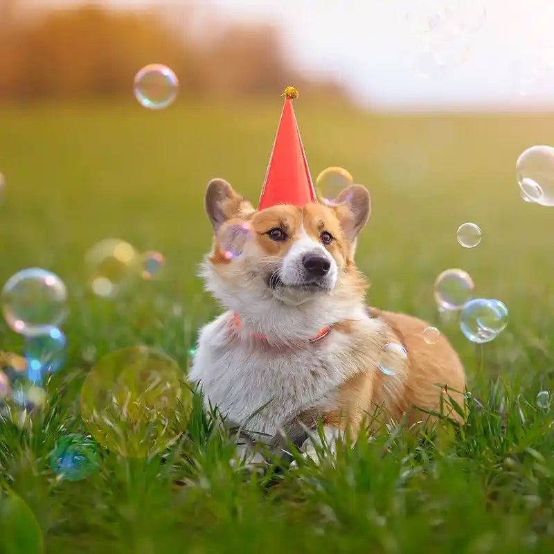 Corgi wearing birthday hat with bubbles