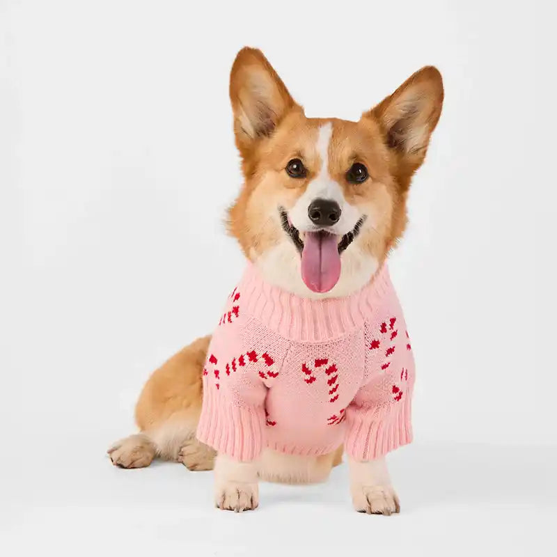 Corgi wearing a pink sweater with a candy cane pattern on a white background
