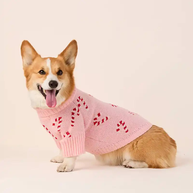 Side view of a Corgi wearing a pink sweater with a candy cane pattern