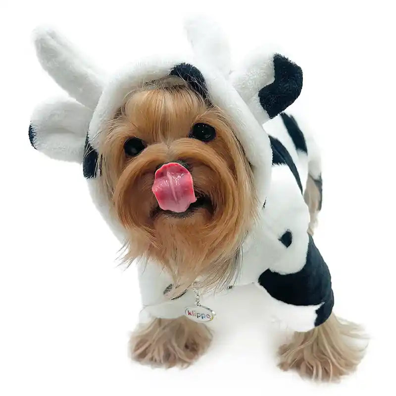 Dog wearing a cow costume pj's with a white background