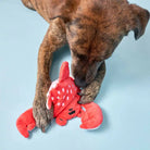 Dog playing with a red plush lobster toy on a light blue background