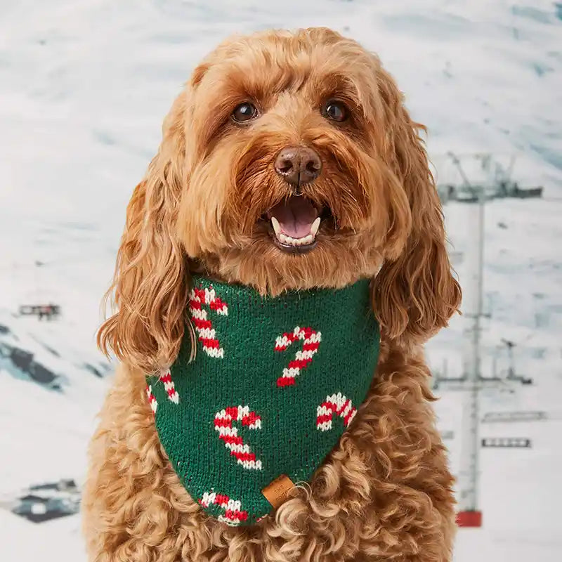 Dog wearing a green knitted bandana with candy cane patterns in a snowy landscape