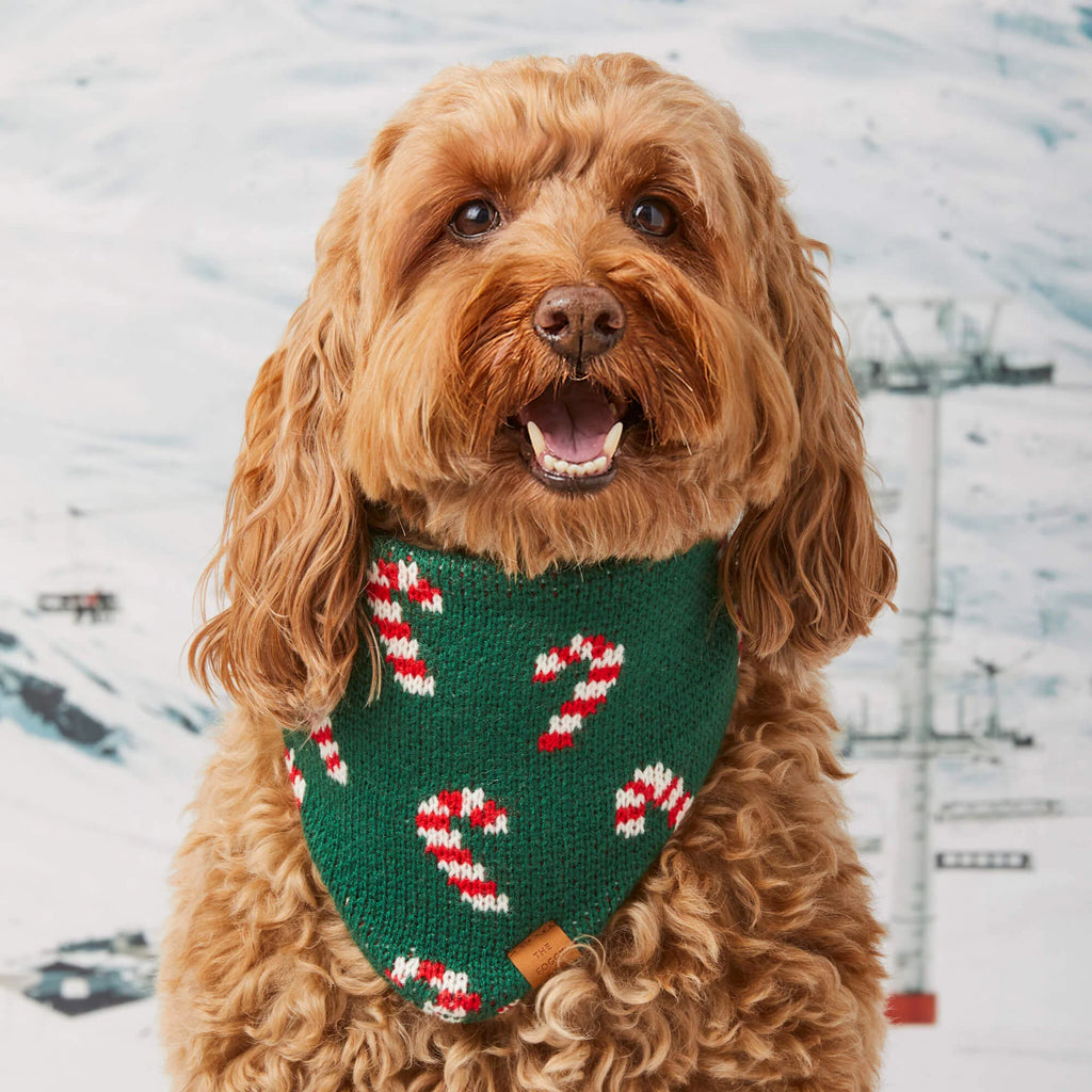 Dog wearing a green knitted bandana with candy cane patterns in a snowy landscape