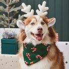 Dog wearing reindeer antlers and a festive bandana in a holiday setting