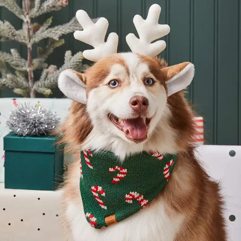 Dog wearing reindeer antlers and a festive bandana in a holiday setting