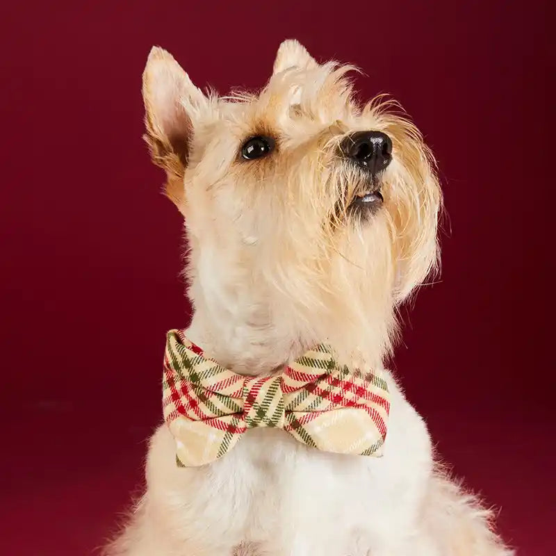 Dog wearing a plaid bow tie against a red background
