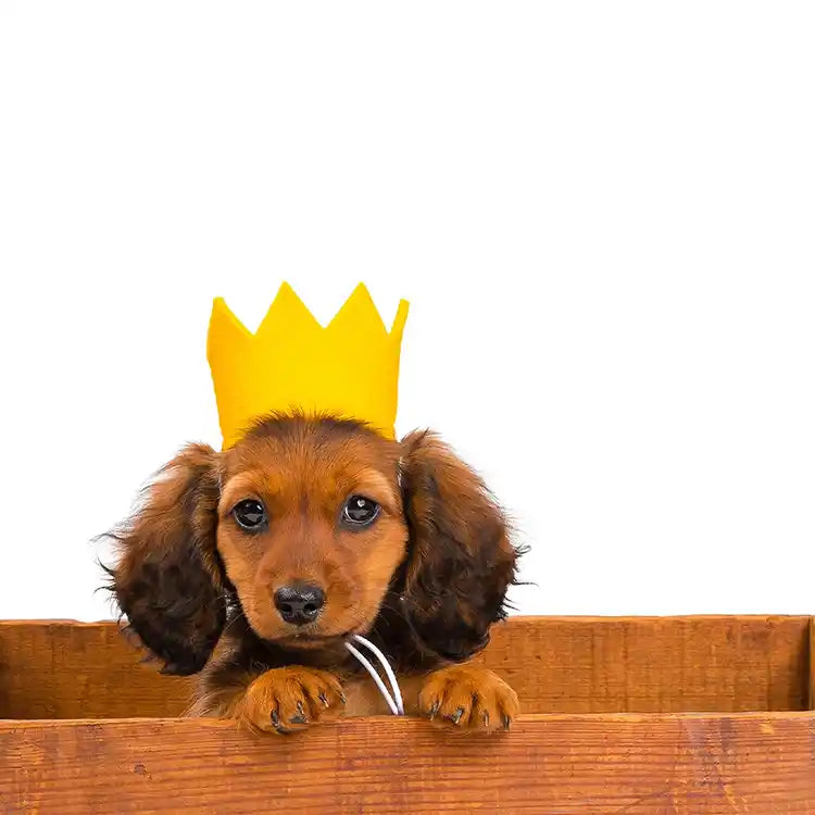 yellow party crown styled on dachsund puppy