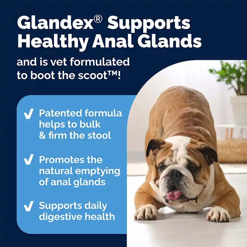 Glandex ad featuring a bulldog stretching with text about pet digestive health benefits.