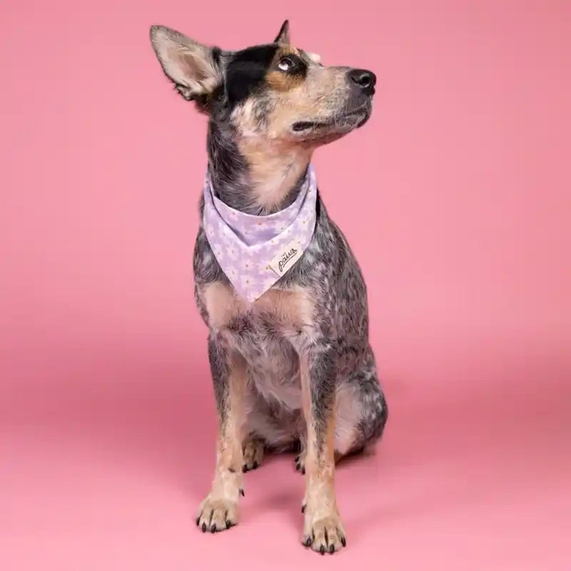 dog wearing lavender daisy pet bandana