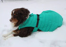 dog wearing teal colored alpine extreme puffer dog coat in snow