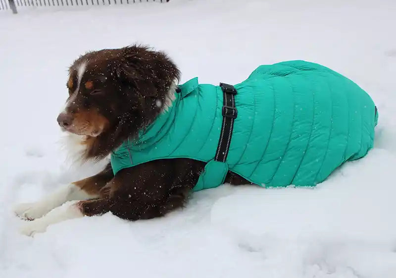 dog wearing teal colored alpine extreme puffer dog coat in snow