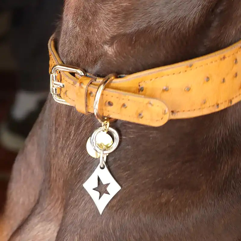 diamond id tag with star cutout styled on a collar