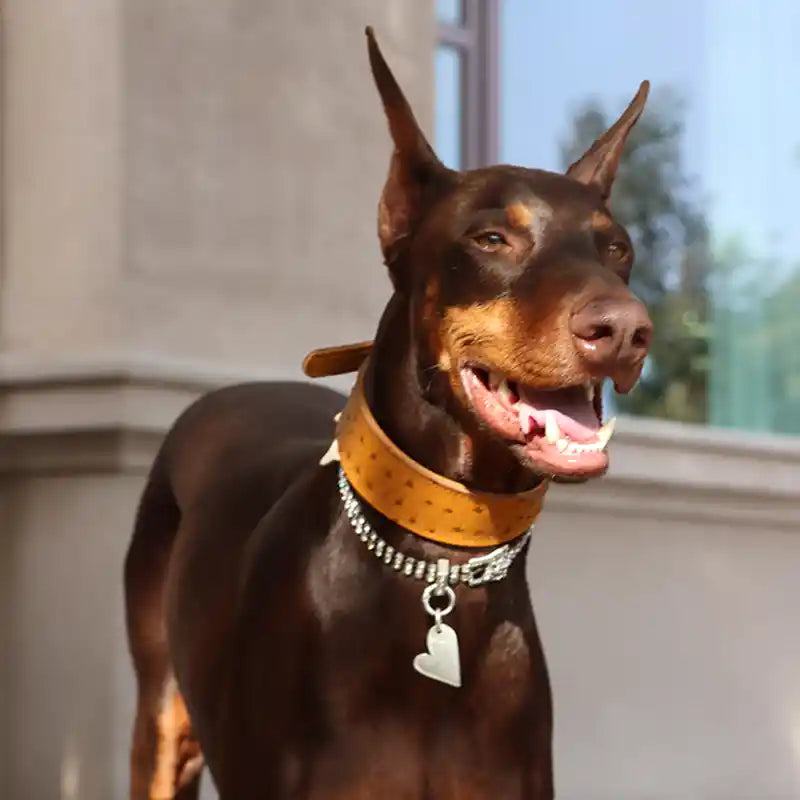 doberman wearing grand heart gemstone heart