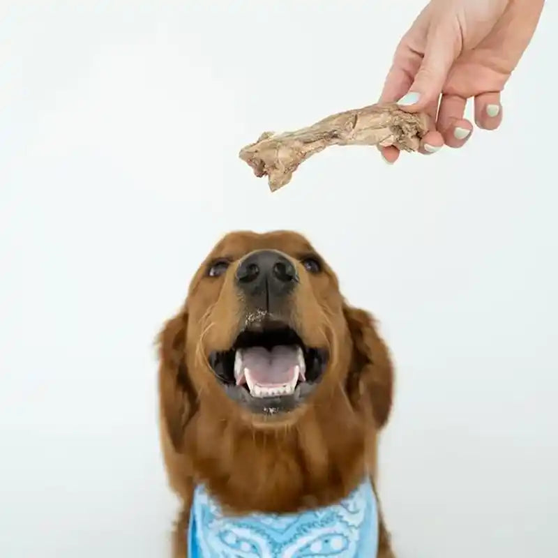 Dog eagerly anticipating a bison tendon treat held by a hand with a white background