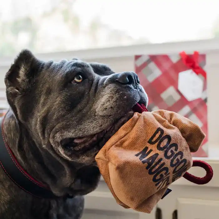 Dog holding Doggone Naughty Coals Dog Toy