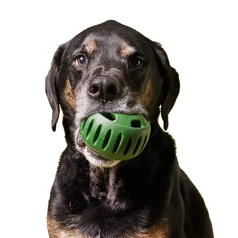dog holding pupsicle