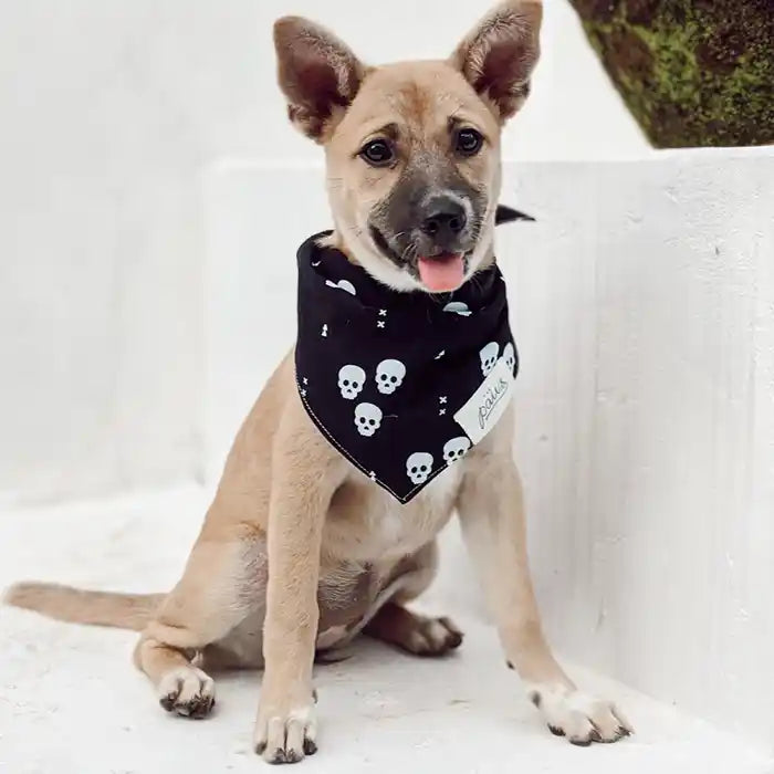 puppy wearing skulls dog bandana