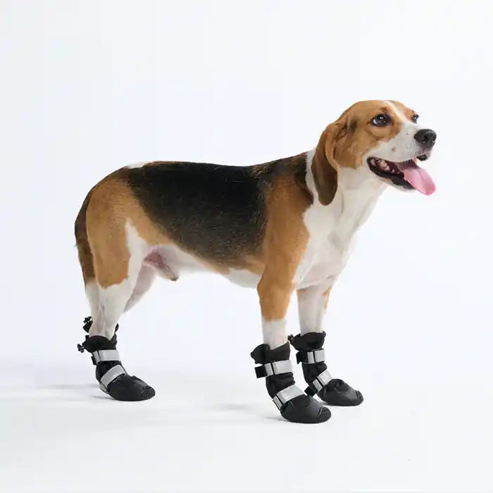 dog wearing black stay on dog winter booties