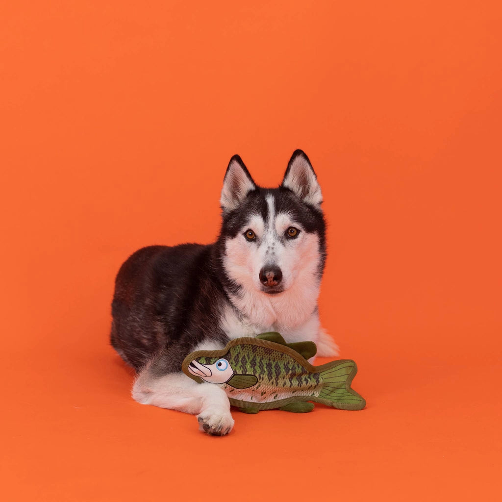 bass fish with dog