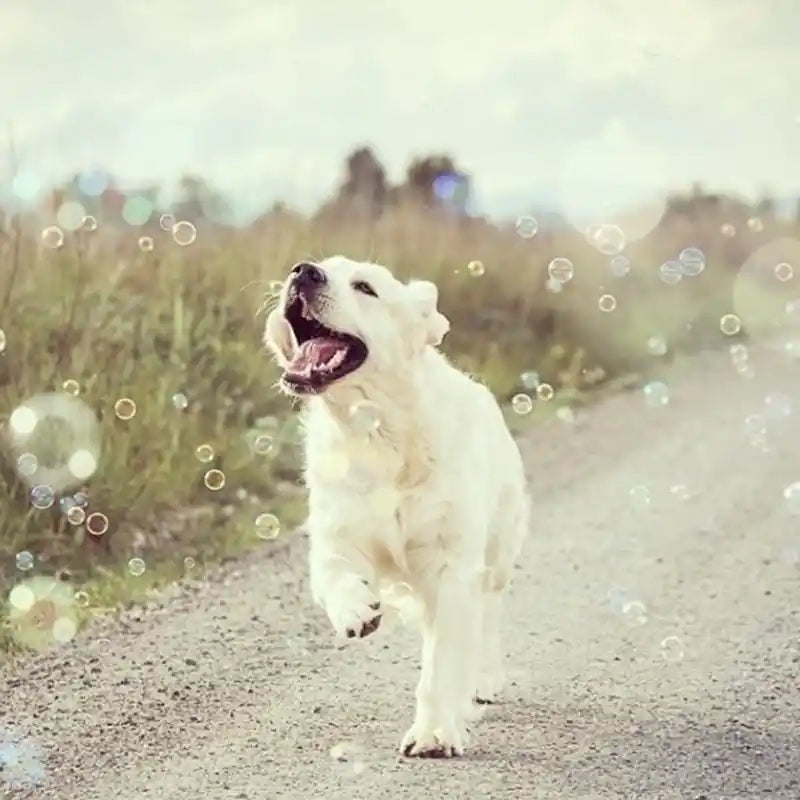 dog chasing bubbles