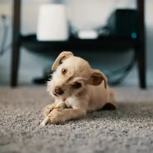 puppy chewing rawhide on carpet