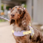 lavender and yellow jelly harness