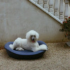 White poodle lying on a blue enid blythe pet bed outdoors.