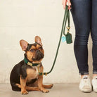 Frenchie wearing green collar sitting next to person holding leash