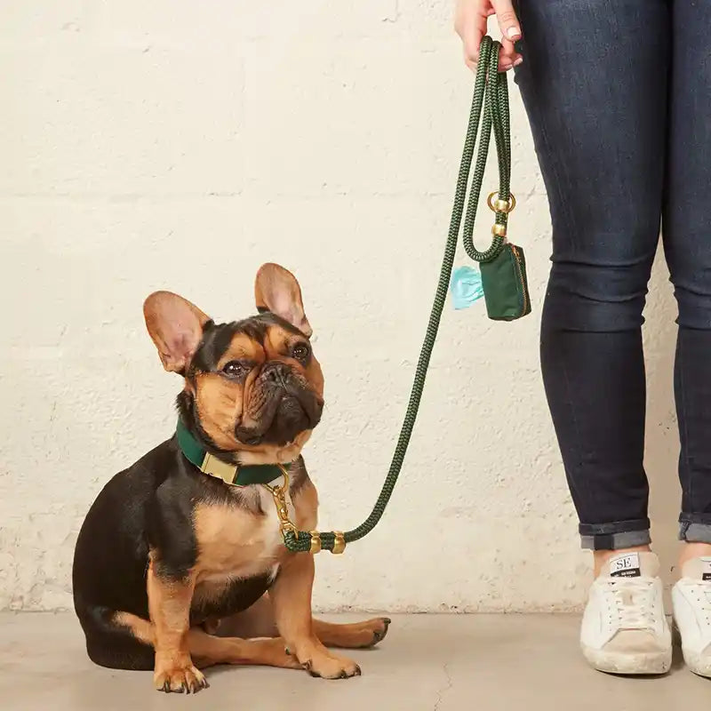 Frenchie wearing green collar sitting next to person holding leash