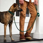 dog wearing green collar on a leash held by man wearing brown pants