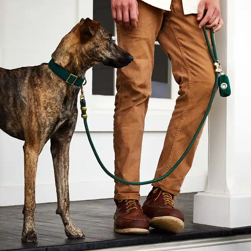 dog wearing green collar on a leash held by man wearing brown pants