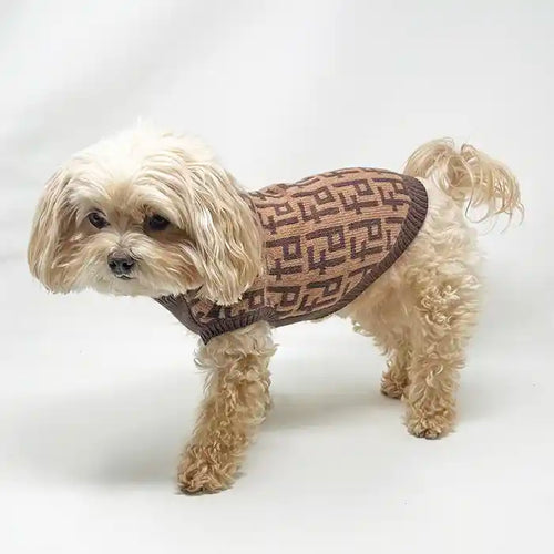maltipoo wearing fab dog brown fendi-inspired luxe sweater