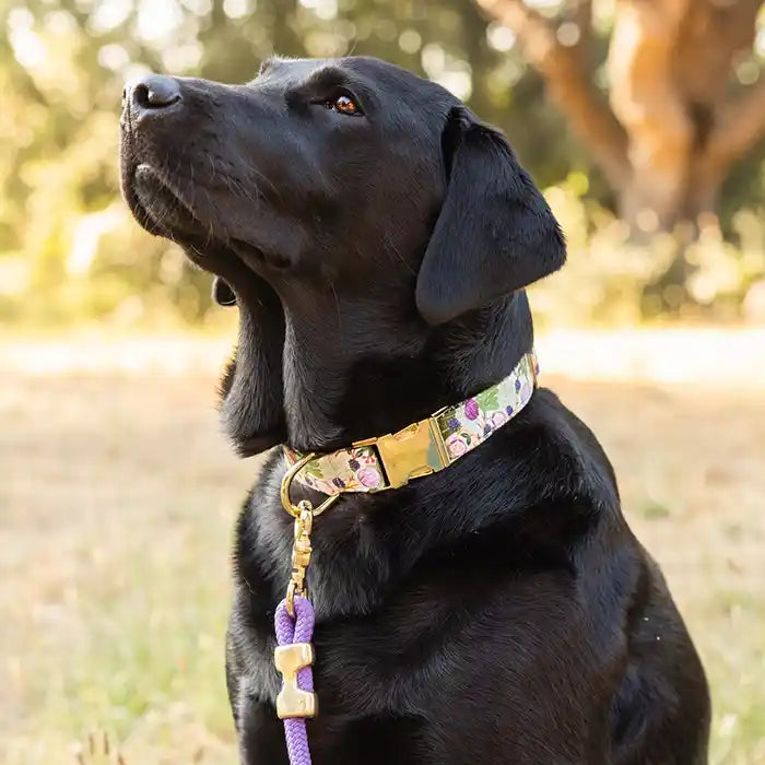 black lab wearing fig & berries dog collar 