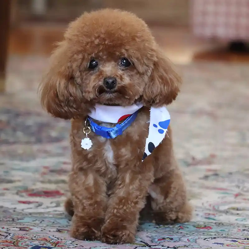 toy poodle wearing mini flower id tag