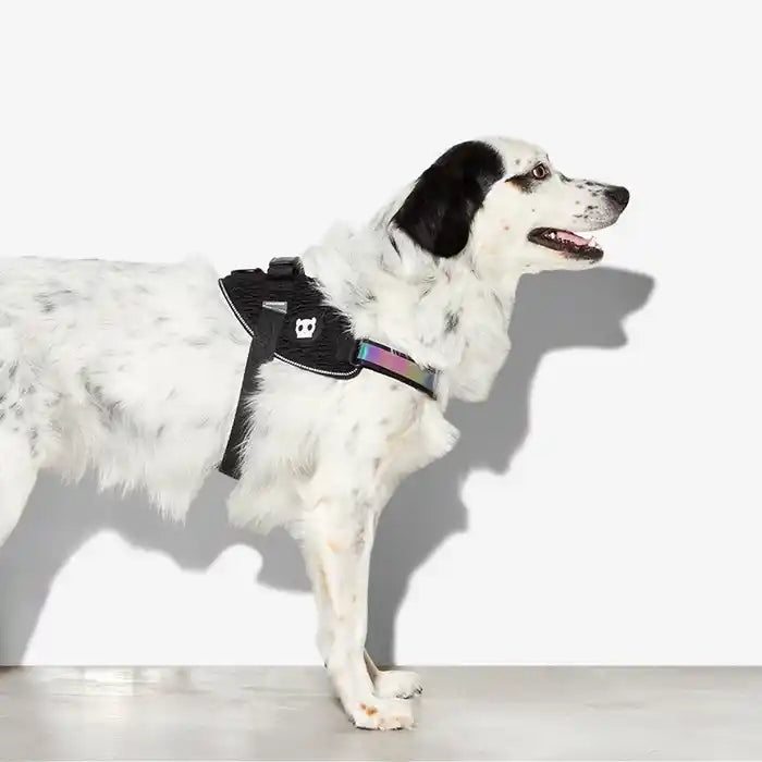 zee.dog flyharness dog