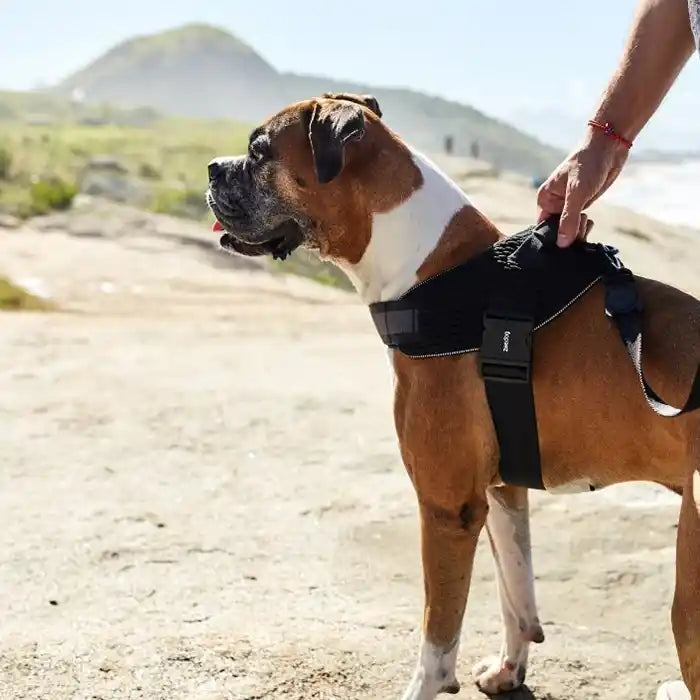 zee.dog flyharness boxer