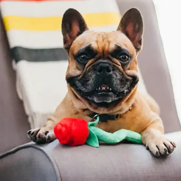 frenchie with red rose plush squeaky toy