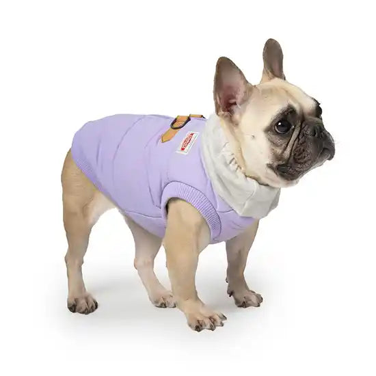 frenchie wearing warm up harness dog jacket in lavender