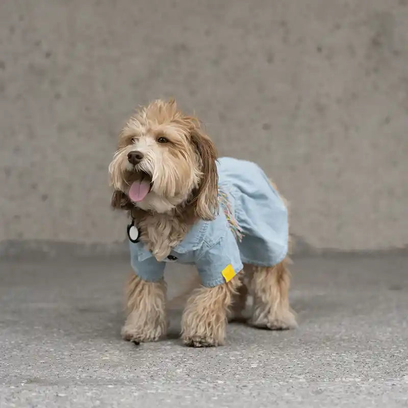 doodle front view fringe denim dog dress 
