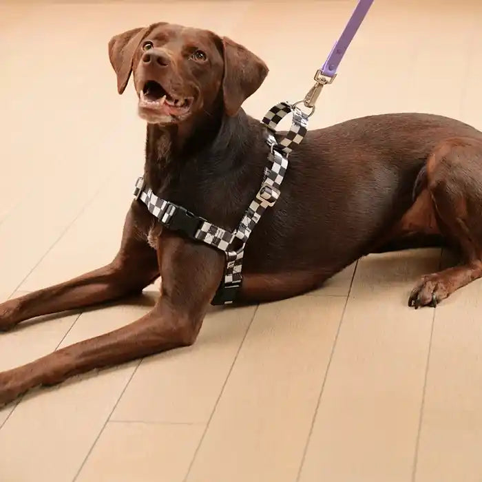 fritz checker dog harness on dog