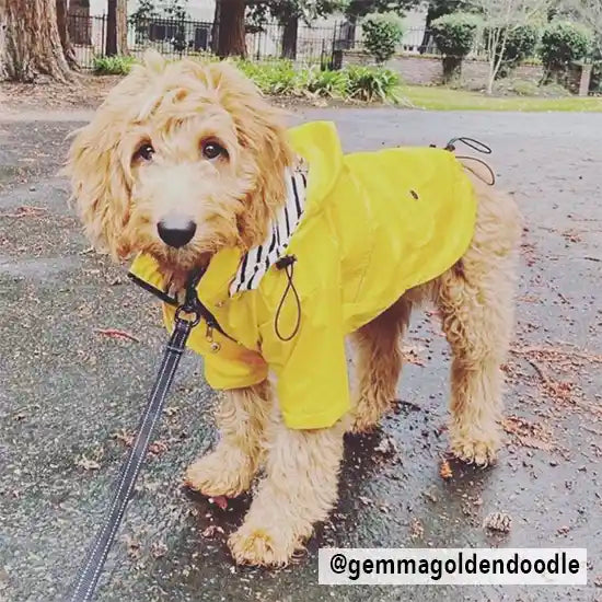 @gemmagoldendoodle wearing yellow raincoat