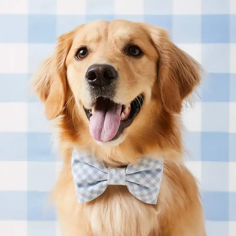 golden wearing foggy dog sky blue gingham dog bow tie