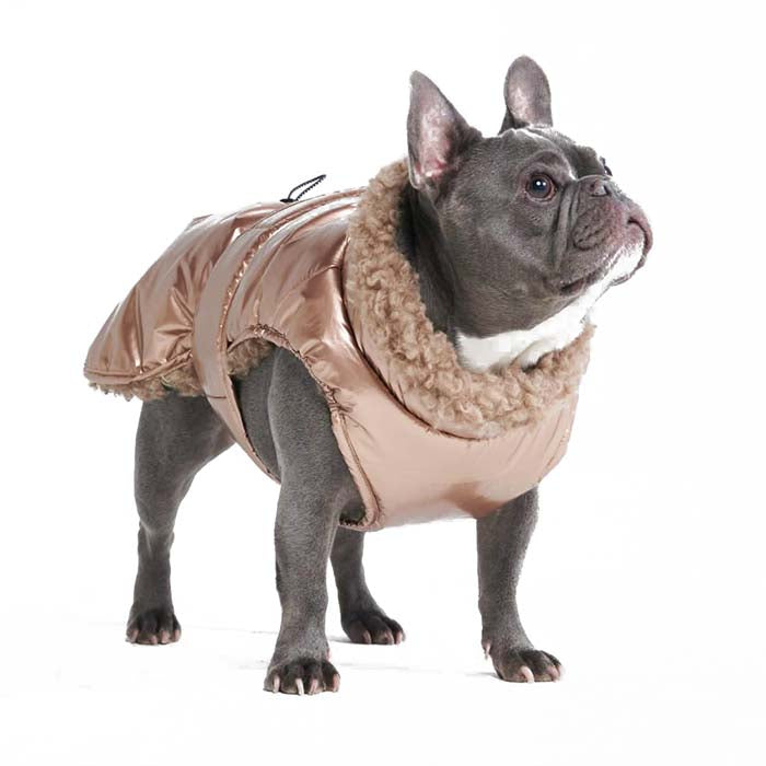 frenchie wearing metallic winter jacket