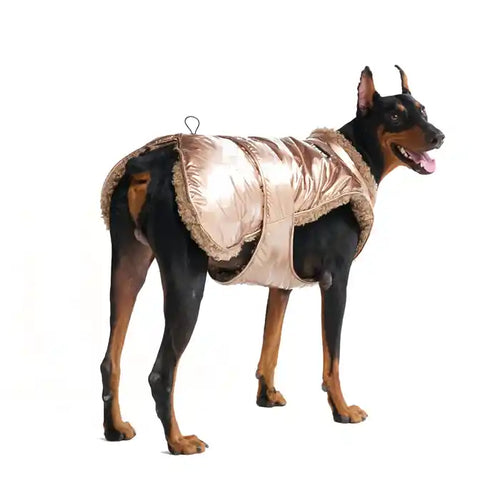 doberman wearing metallic winter jacket