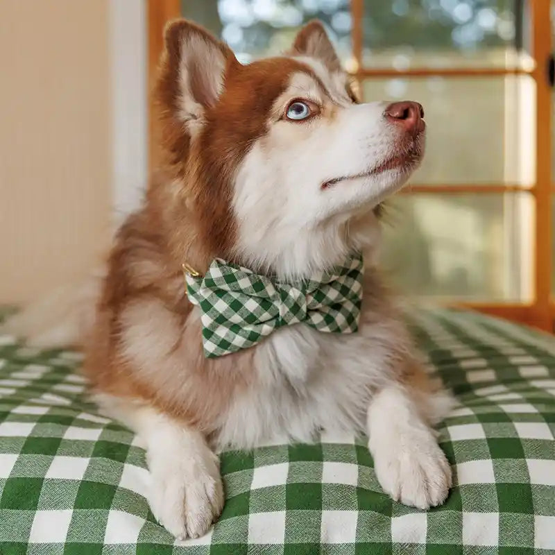 dog wearing green gingham dog bowtie