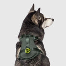 back view of husky wearing green everything neoprene harness