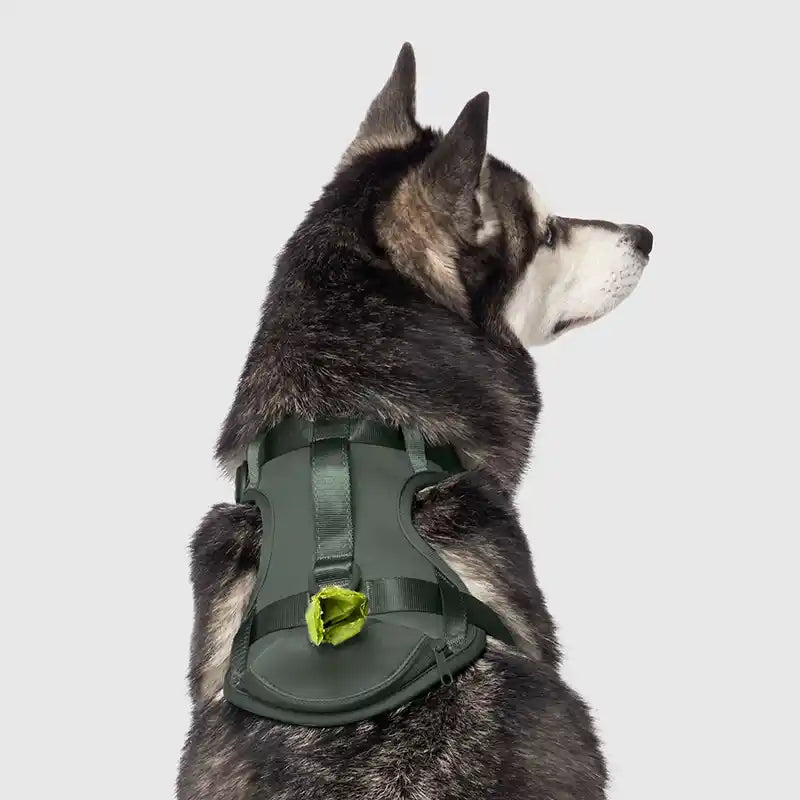 back view of husky wearing green everything neoprene harness