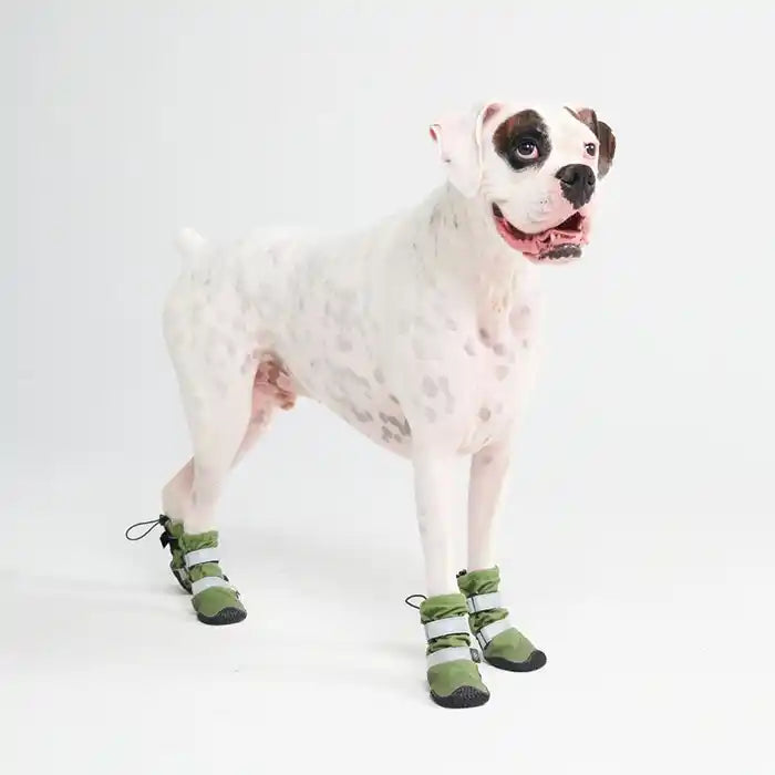 dog wearing stay on dog winter booties